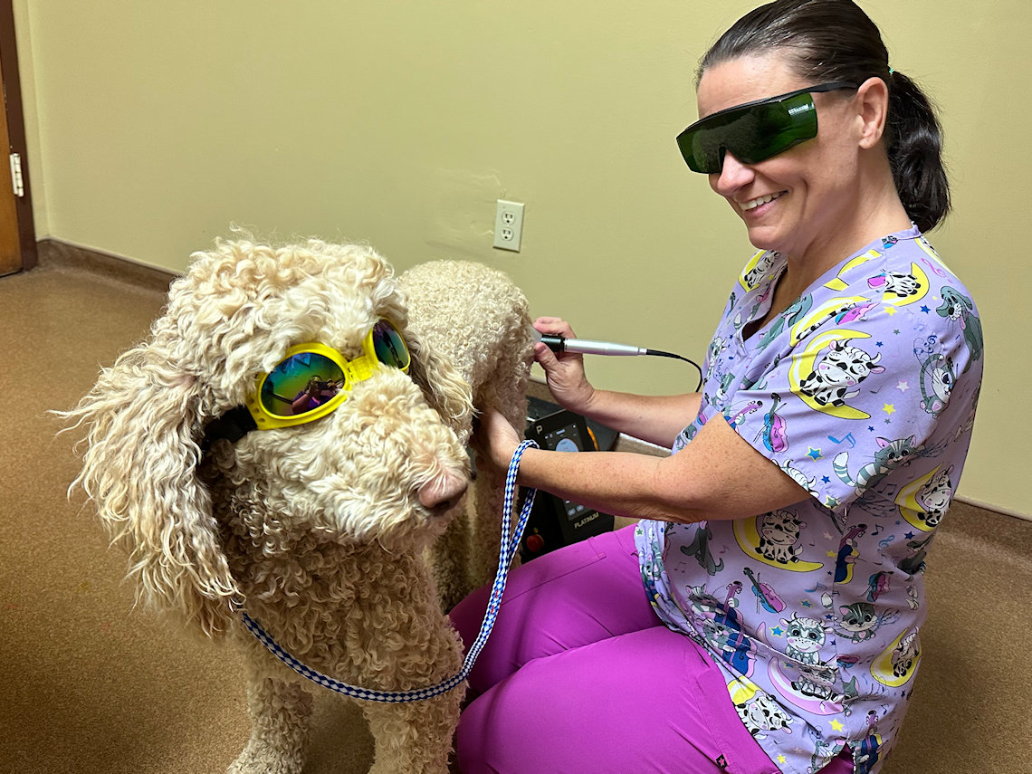 K-Laser Therapeutic Treatment for Pets